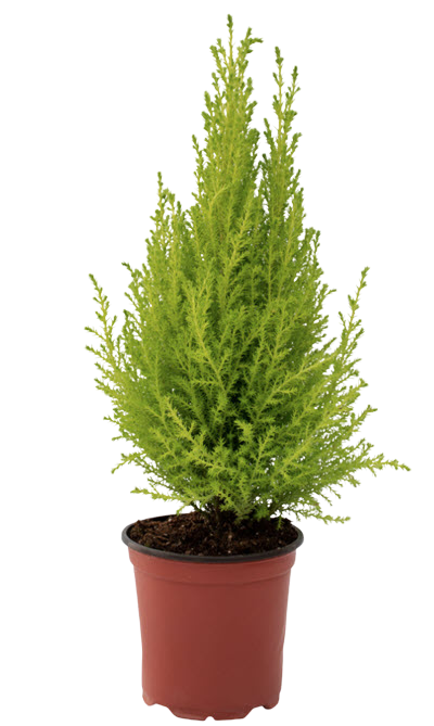 4.5" Lemon Cypress